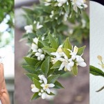 Inspiration Board: Orange Blossom